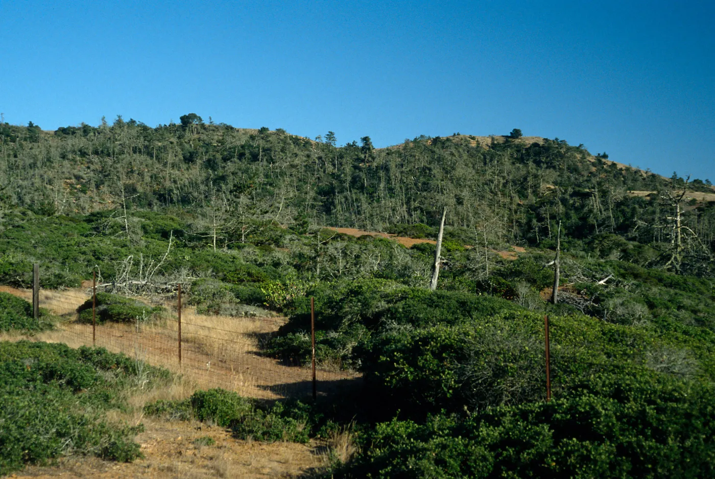 Christy Pines