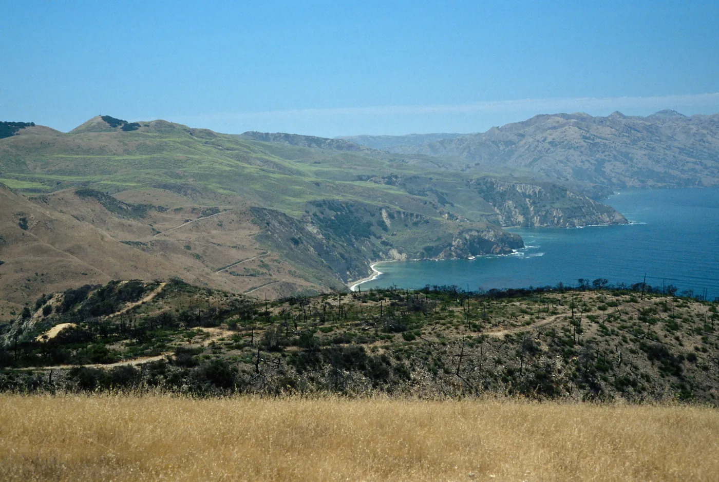 Santa Cruz Island, China Pines, after burn of December, 1994