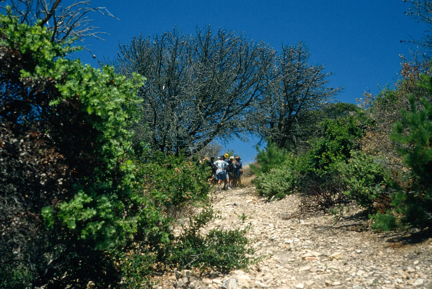 Santa Cruz Island, China Pines, after fire of December, 1994