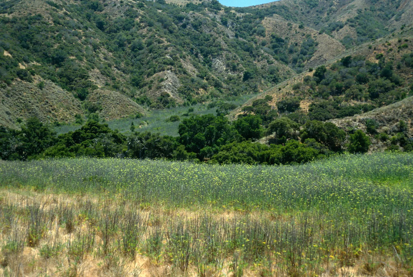 Foeniculum, near Stanton Ranch airfield