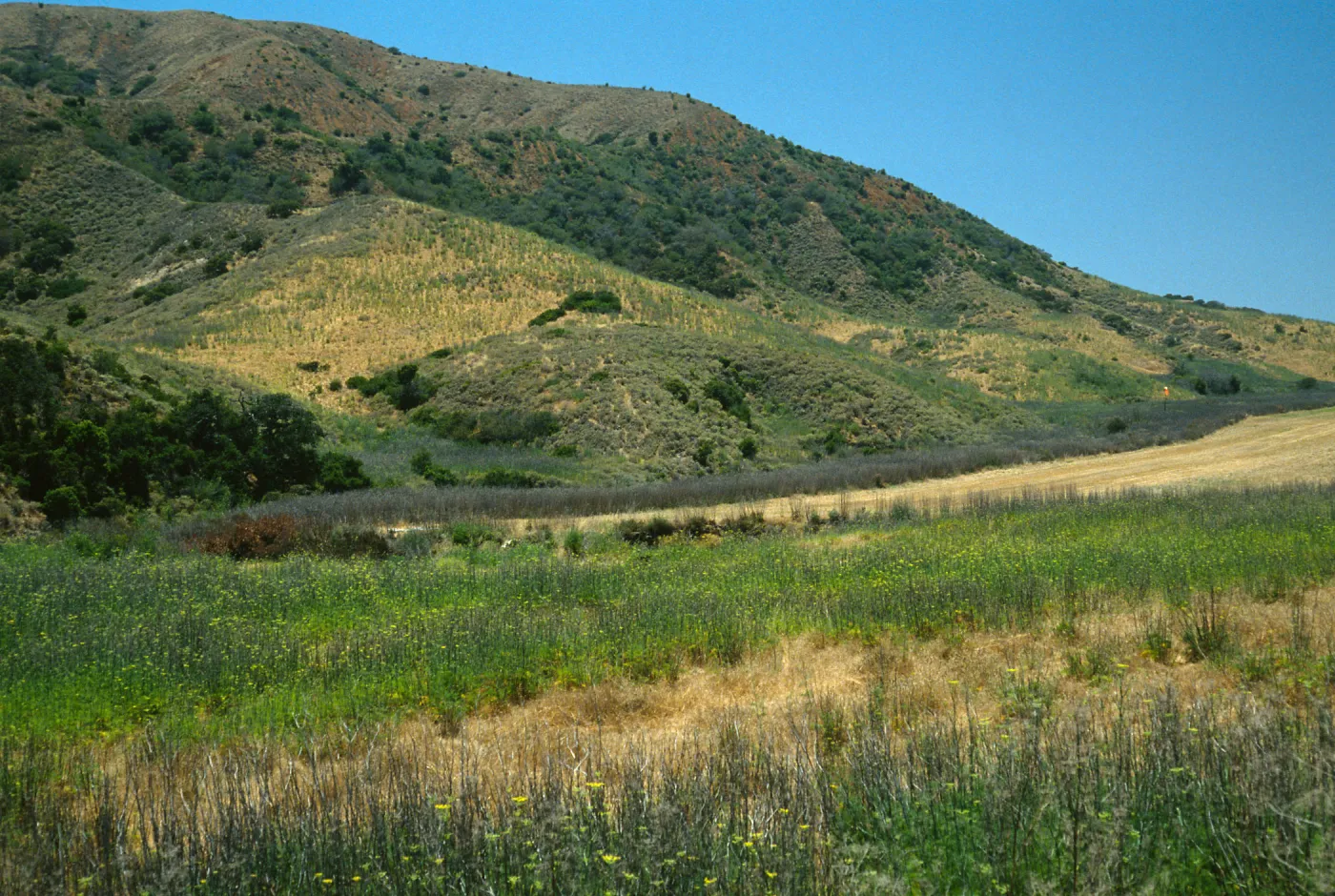 Foeniculum, near Stanton Ranch airfield