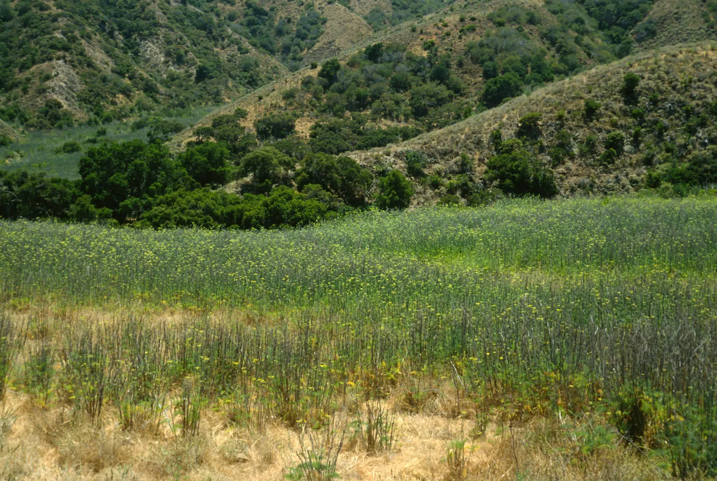 Foeniculum, near Stanton Ranch airfield