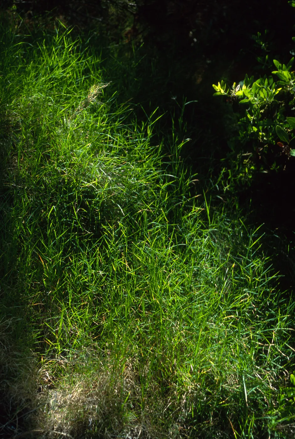 Santa Cruz Island, Agrostis pallens, Pelican-Prisoners Trail