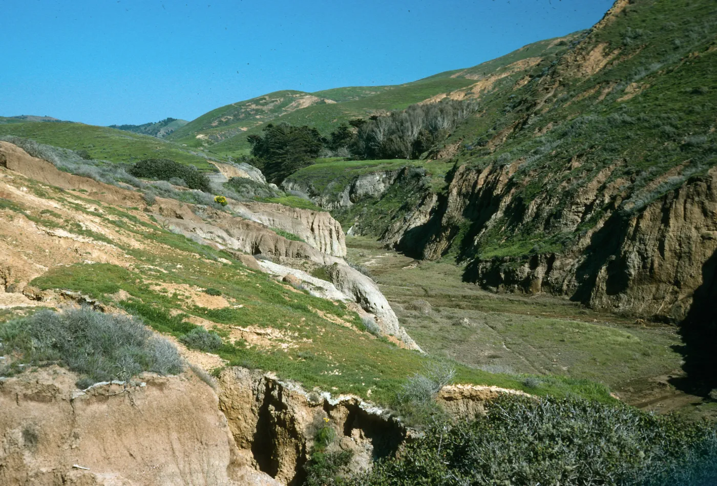 Looking up toward Sauces Canyon, Cypress/Eucalyptus groves