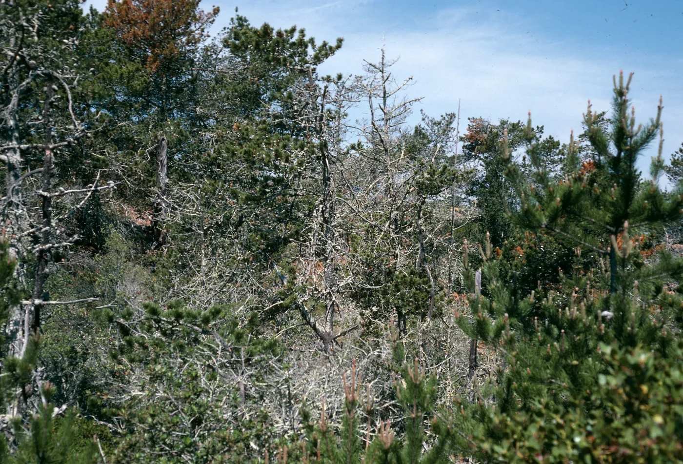 Christy Pines