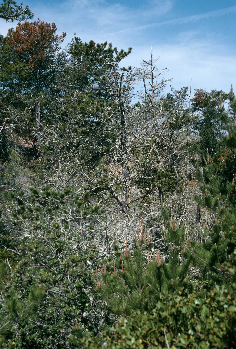 Christy Pines