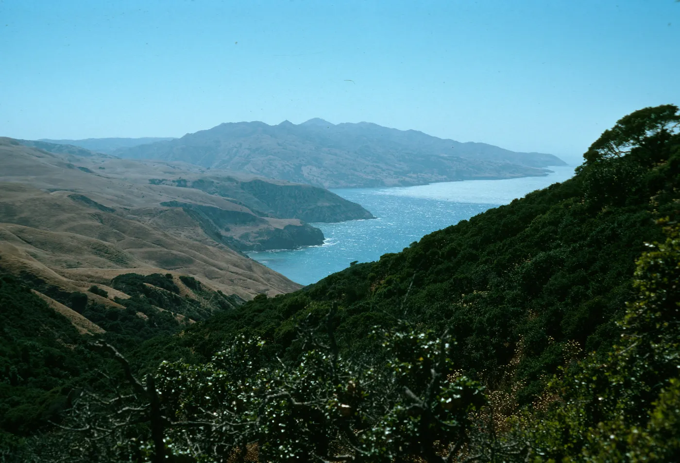 Santa Cruz Island, China Pines