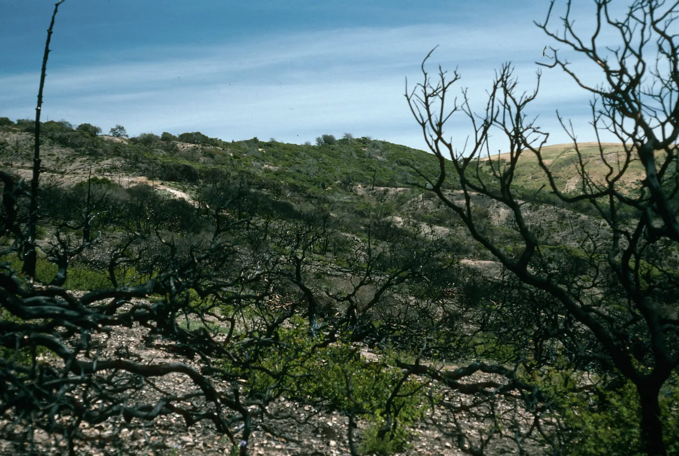Santa Cruz Island, China Pines, after fire of December, 1994
