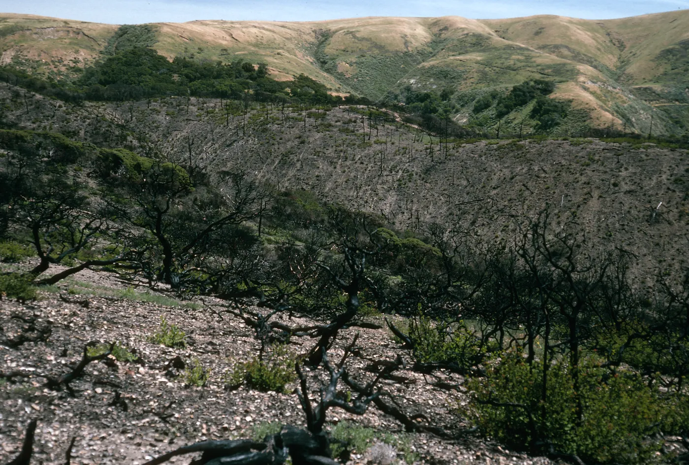 Santa Cruz Island, China Pines, after fire of December, 1994