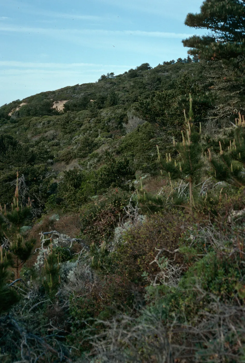 Santa Cruz Island, China Pines