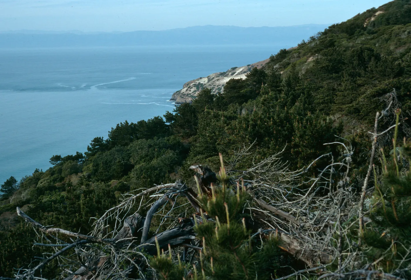 Santa Cruz Island, China Pines