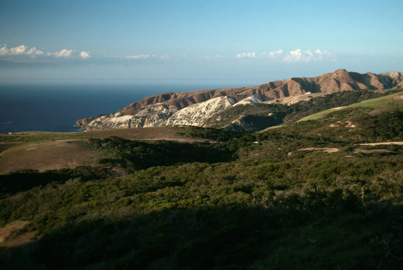 Santa Cruz Island, China Pines