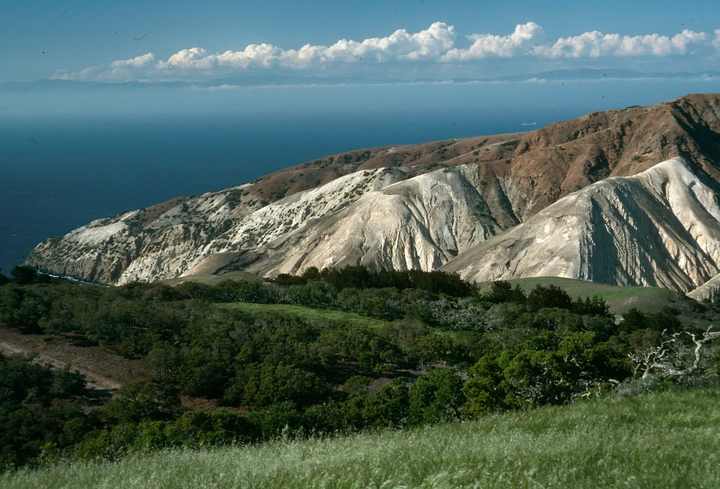 Santa Cruz Island, China Pines