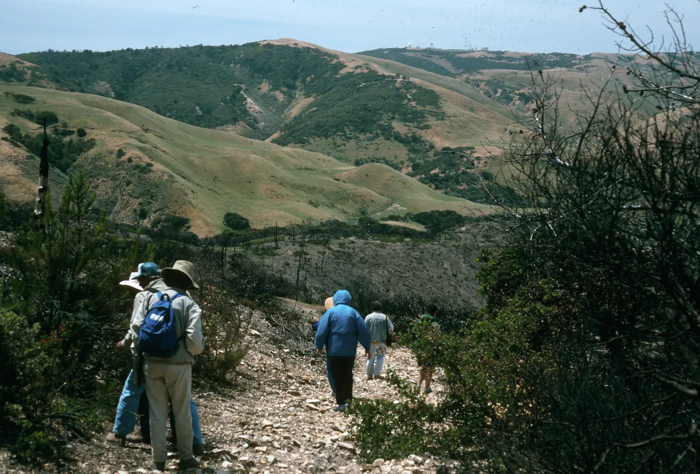 Santa Cruz Island, China Pines, after fire of December, 1994