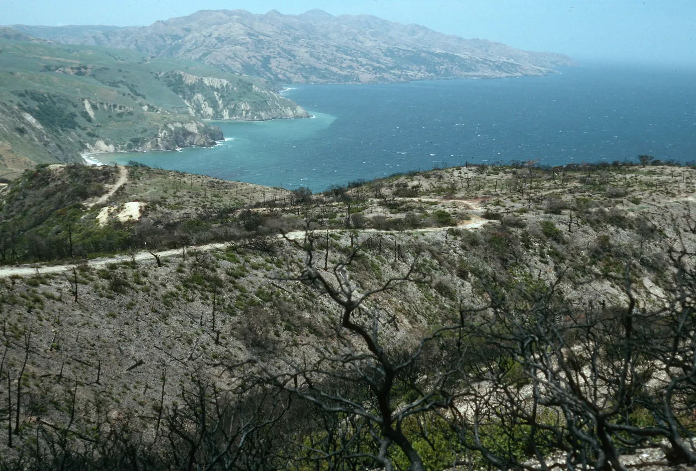Santa Cruz Island, China Pines, after fire of December, 1994