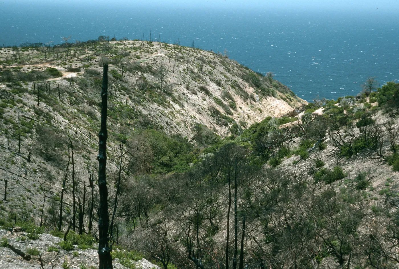 Santa Cruz Island, China Pines, after fire of December, 1994