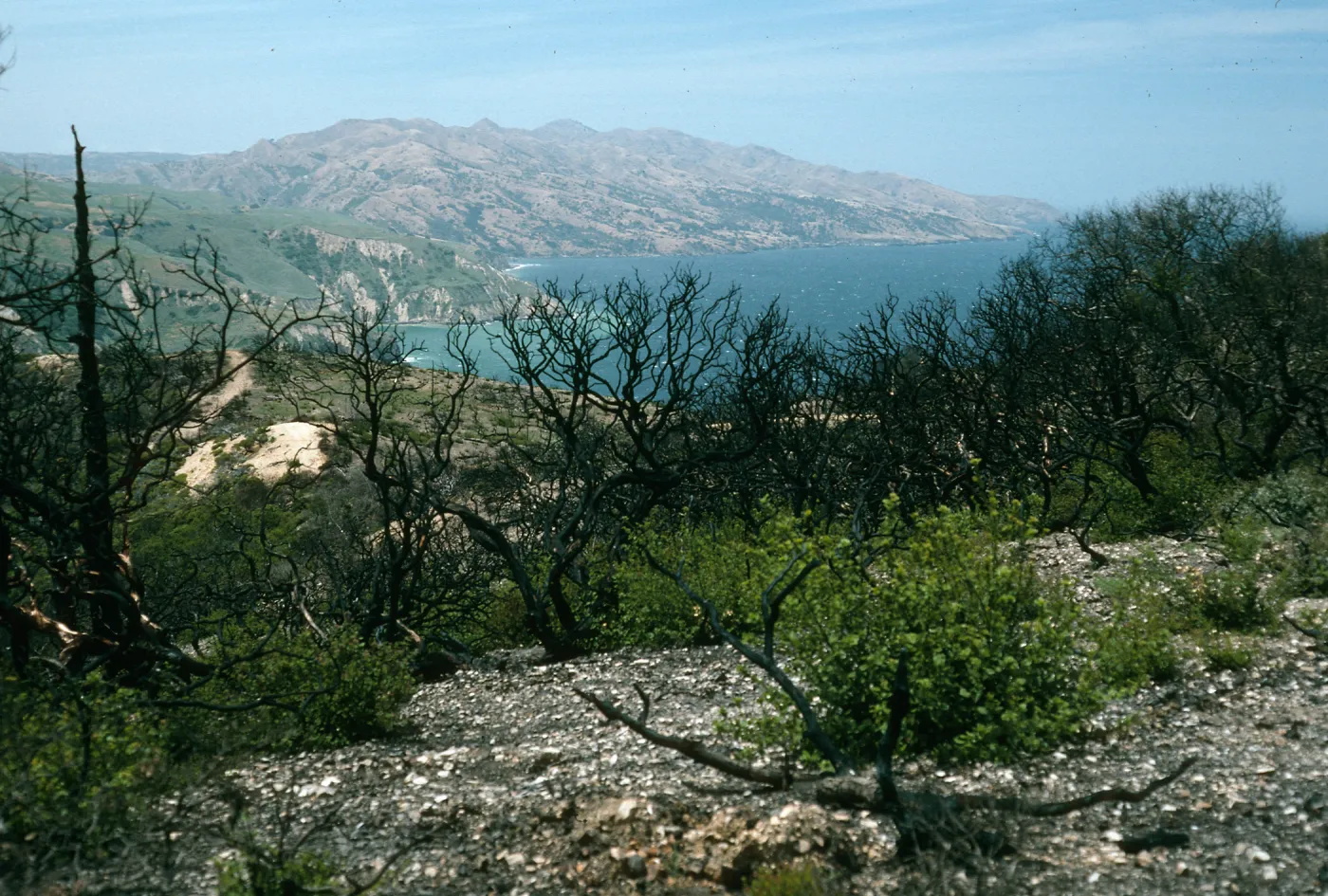 Santa Cruz Island, China Pines, after fire of December, 1994