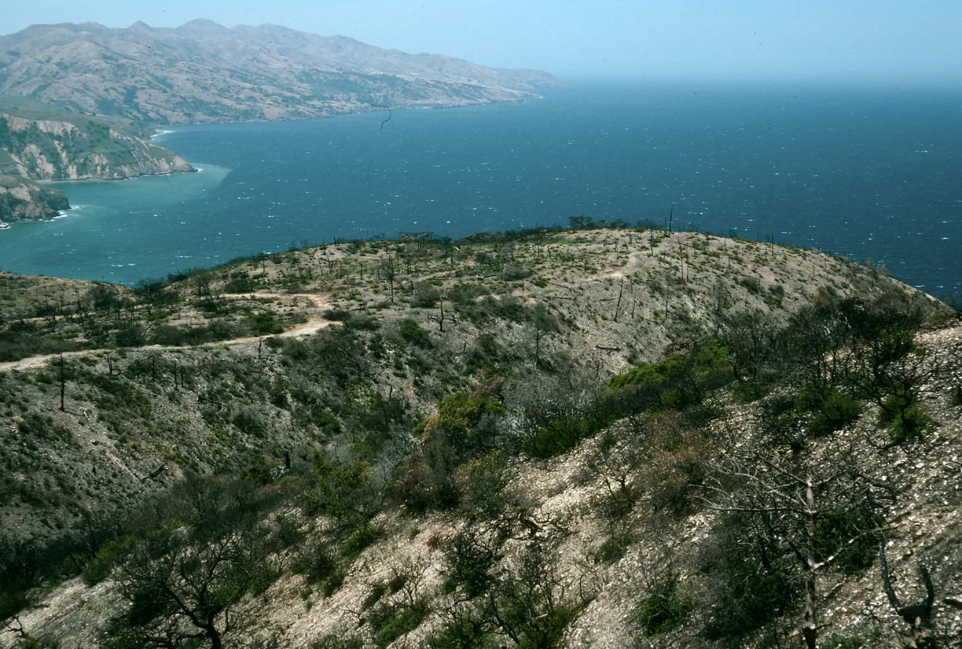 Santa Cruz Island, China Pines, after fire of December, 1994