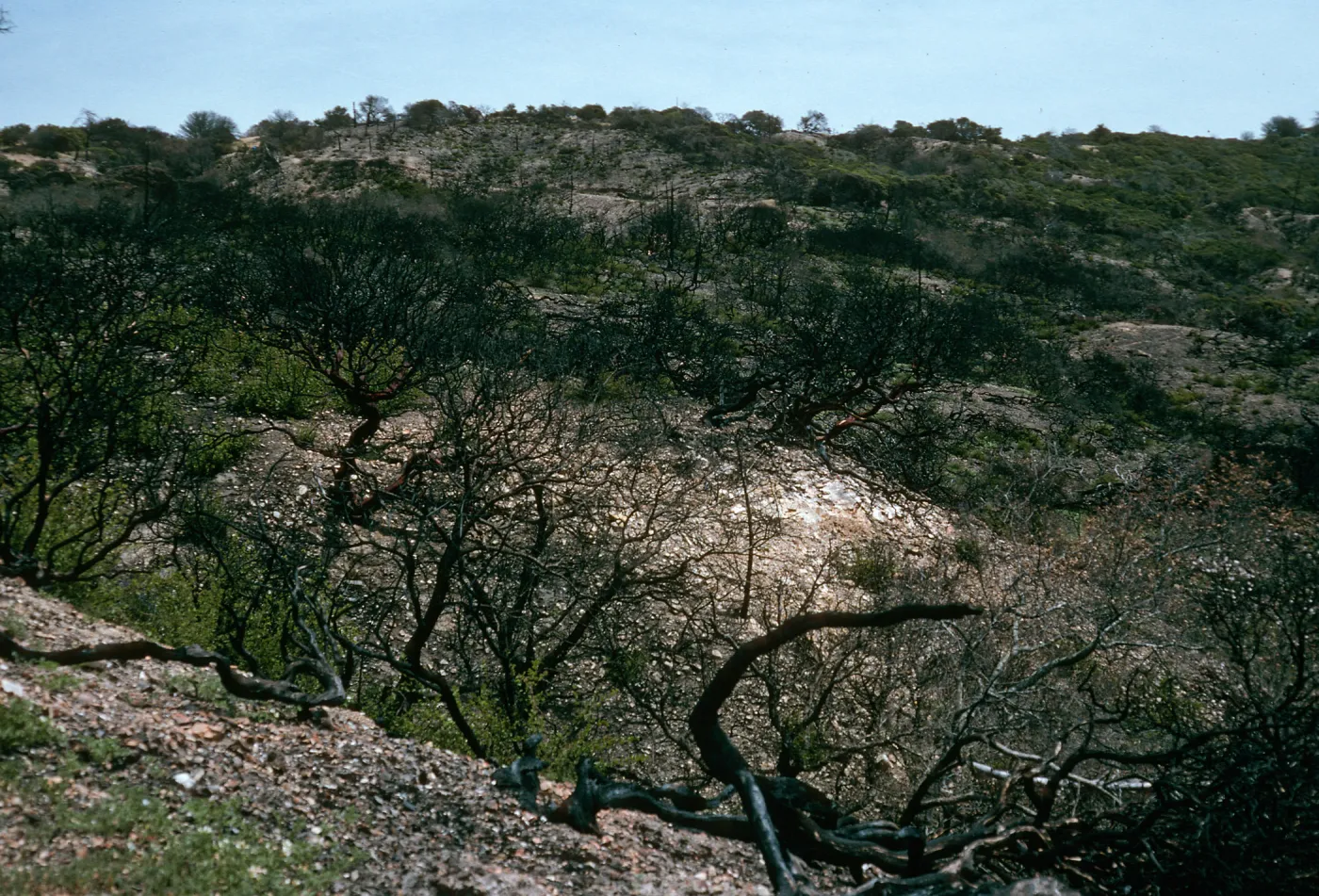 Santa Cruz Island, China Pines, after fire of December, 1994