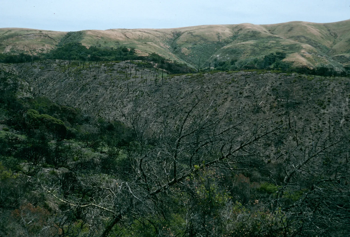 Santa Cruz Island, China Pines, after fire of December, 1994