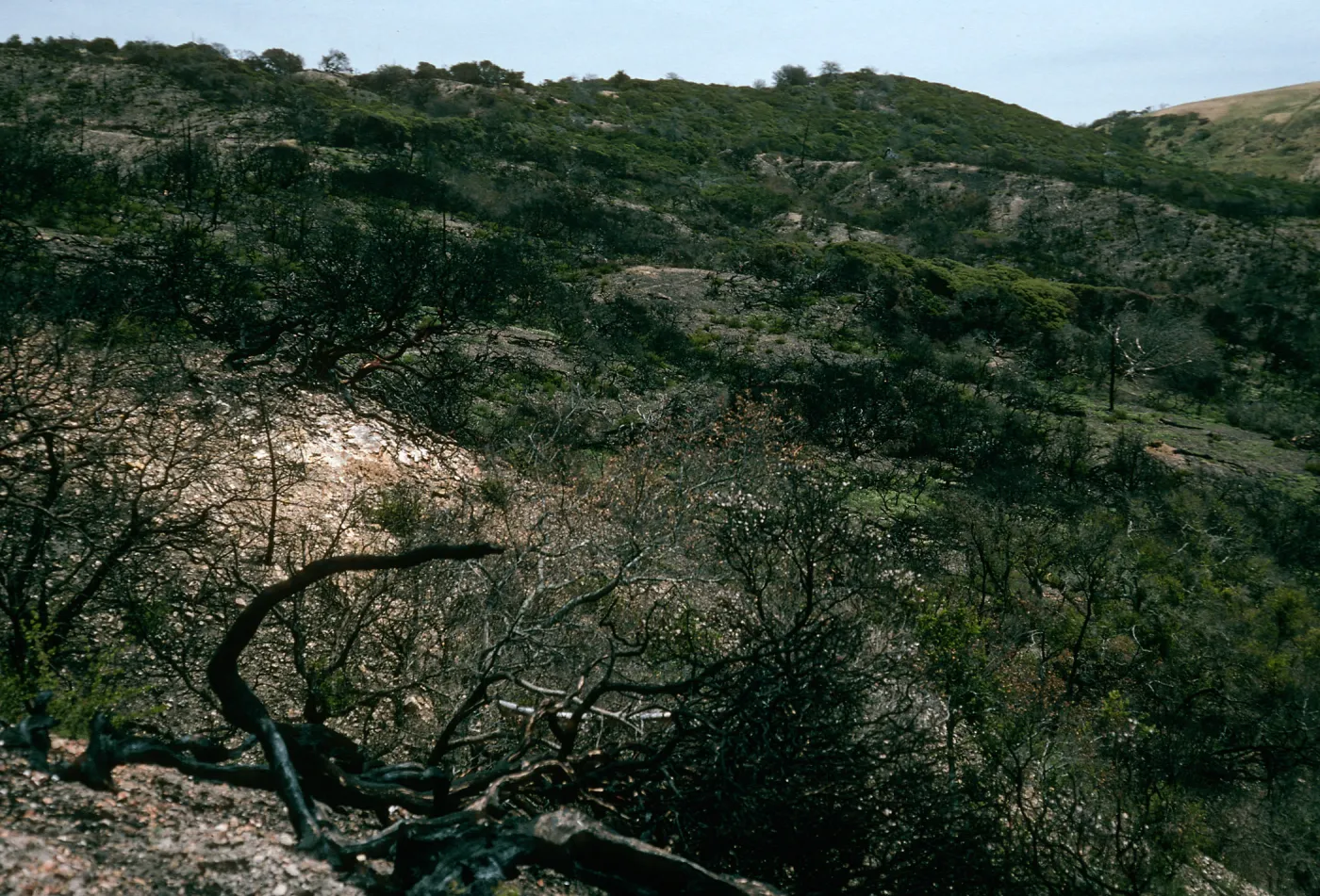 Santa Cruz Island, China Pines, after fire of December, 1994