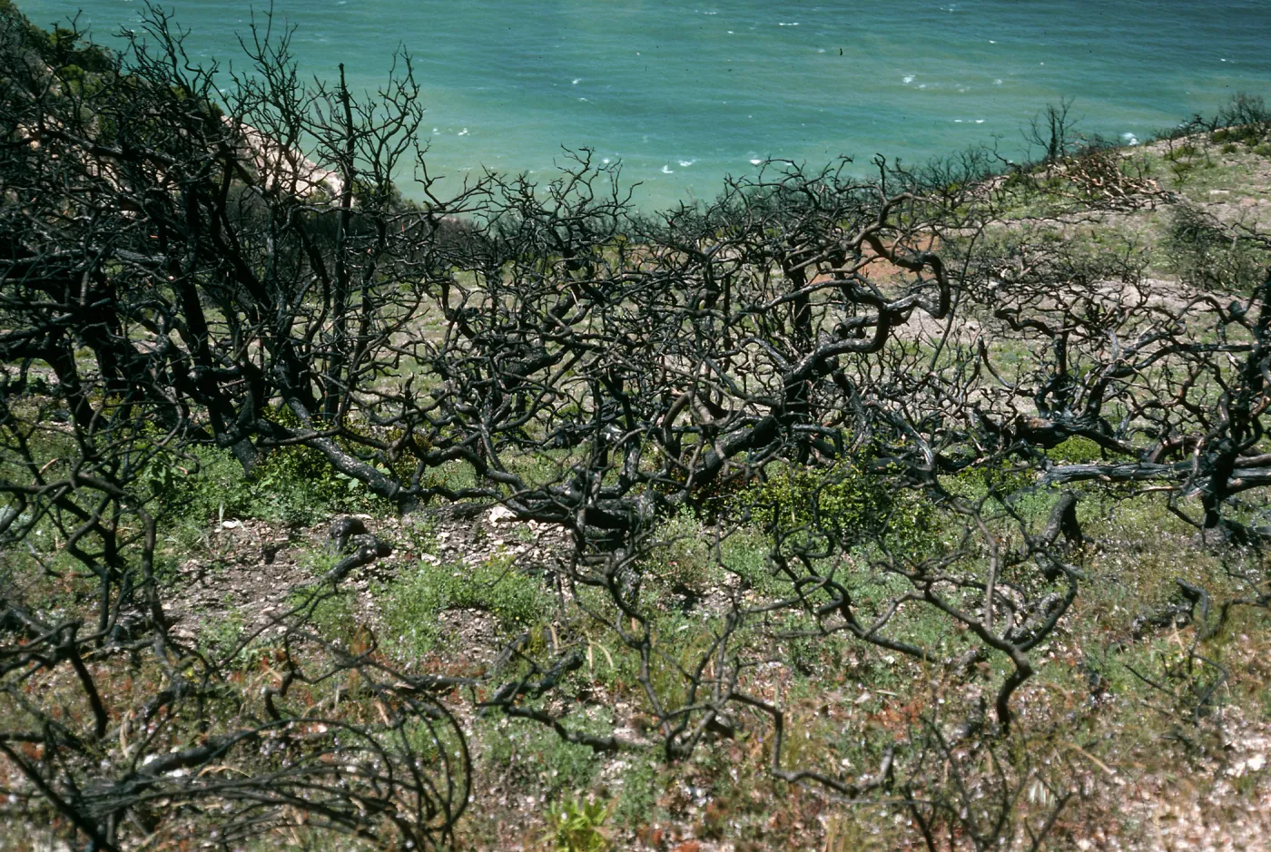 Santa Cruz Island, China Pines, after fire of December, 1994