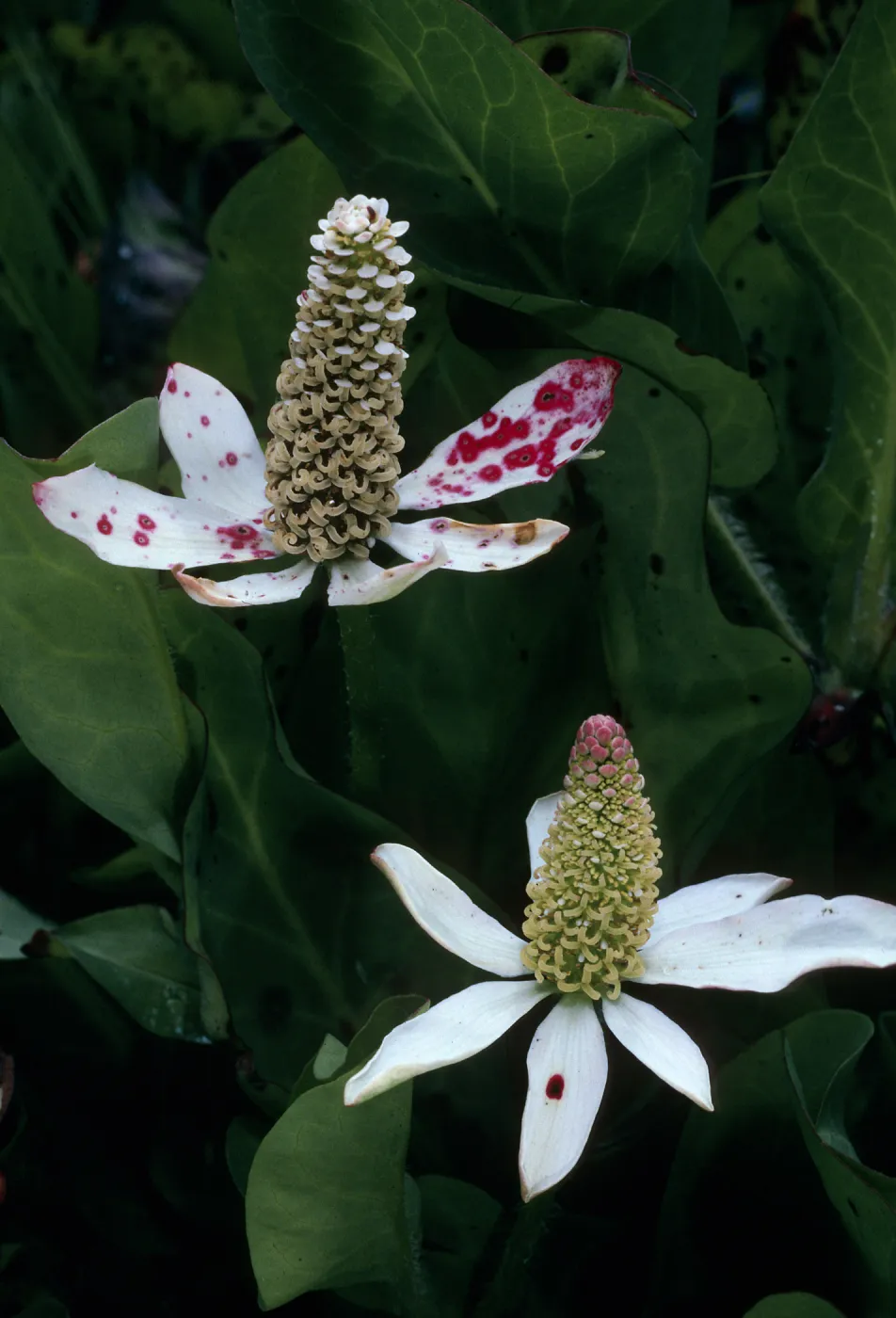 Santa Cruz Island, Anemopsis californica, Prisoners Harbor