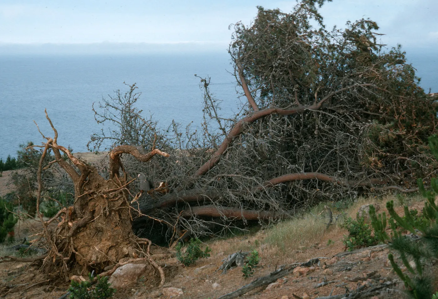 Santa Cruz Island, East of Twin Canyon, fallen pine
