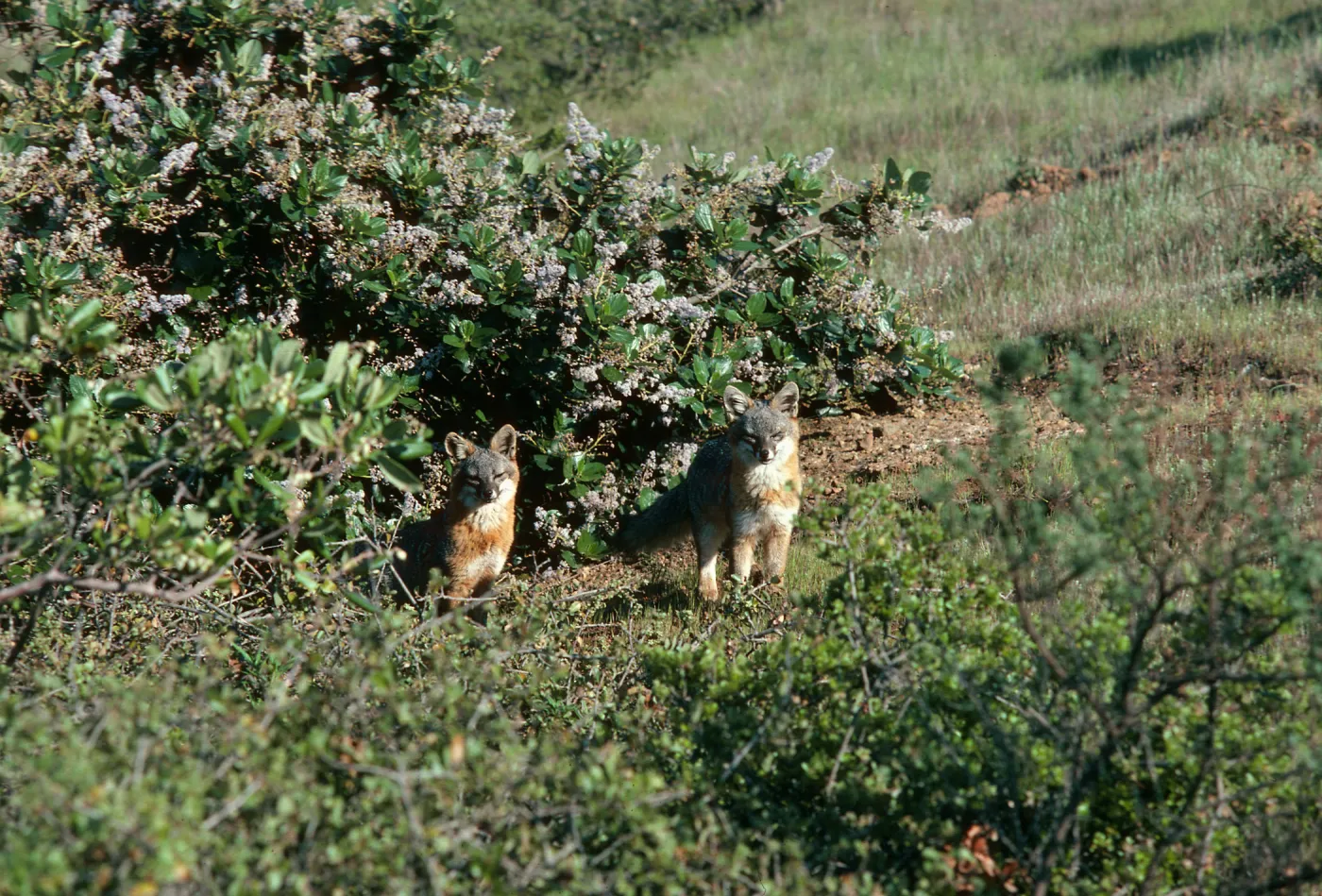 Santa Cruz Island, island foxes, South Ridge Road, Christy Pines