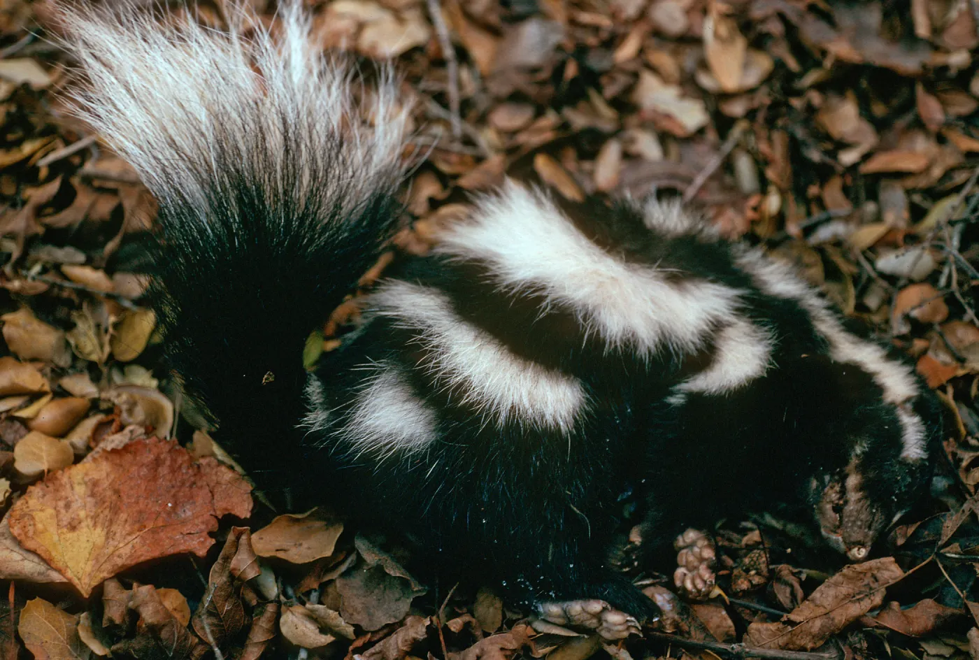 East Santa Cruz Island , spotted skunk from Scorpion Ranch