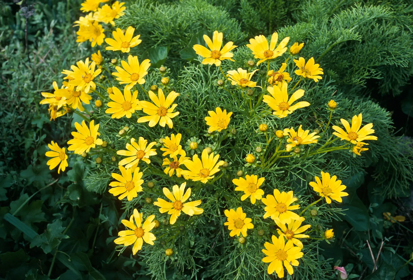 East Anacapa Island, Coreopsis gigantea, terrace West of campground