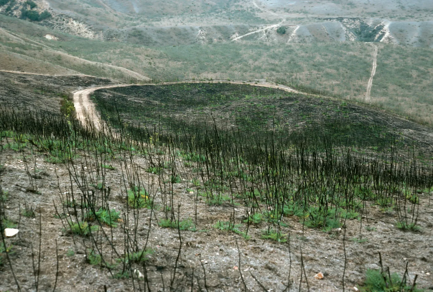 Santa Cruz Island, Foeniculum, 1990 burn, China Harbor