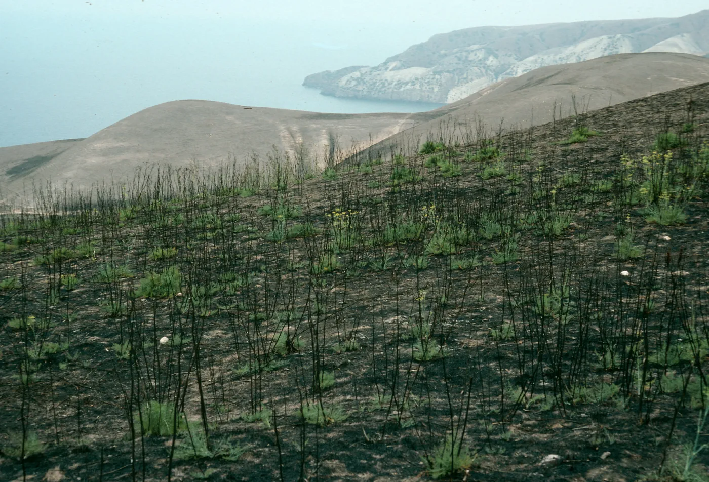 Santa Cruz Island, Foeniculum, 1990 burn, China Harbor