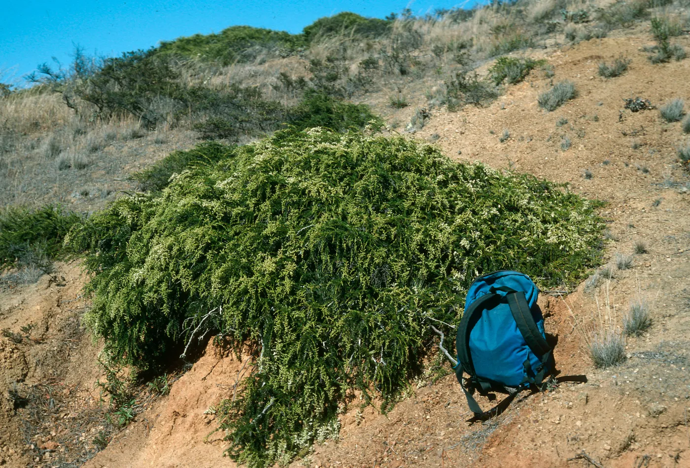 Santa Cruz Island, Adenostoma, upper Sauces Road