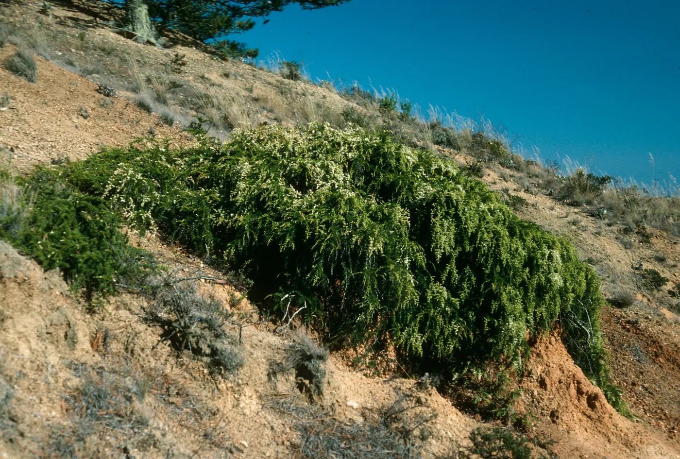 Adenostoma, upper Sauces Road