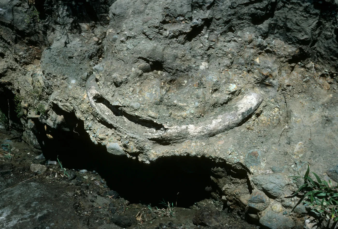 Santa Cruz Island, mammoth tusk, upstream from Christy Ranch