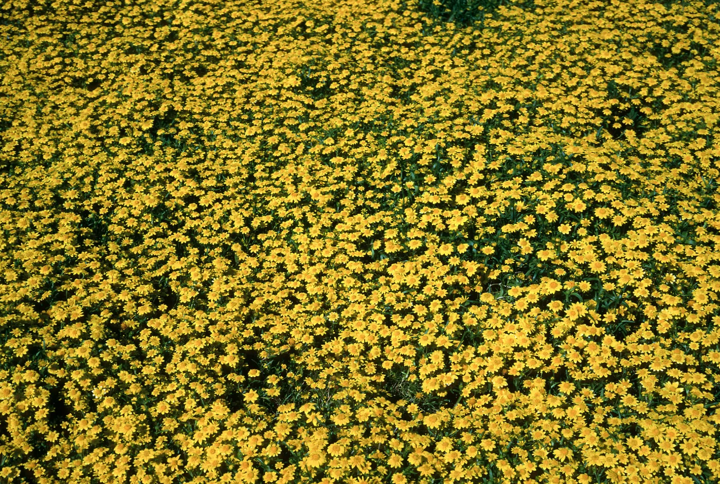 Santa Barbara Island, Lasthenia, ridge saddle