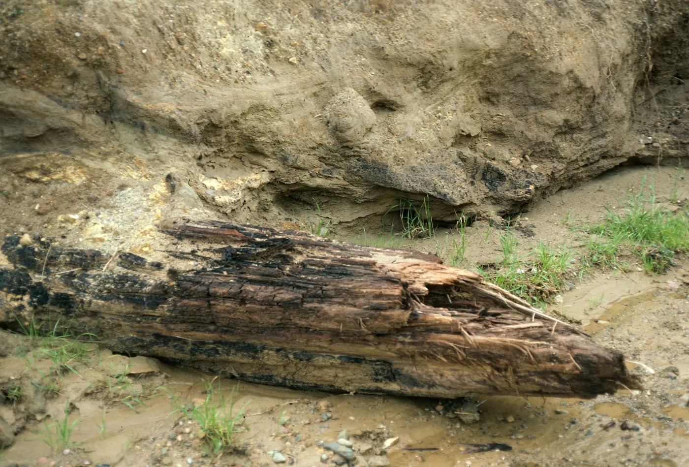 Santa Cruz Island, fossil log, Sauces Canyon