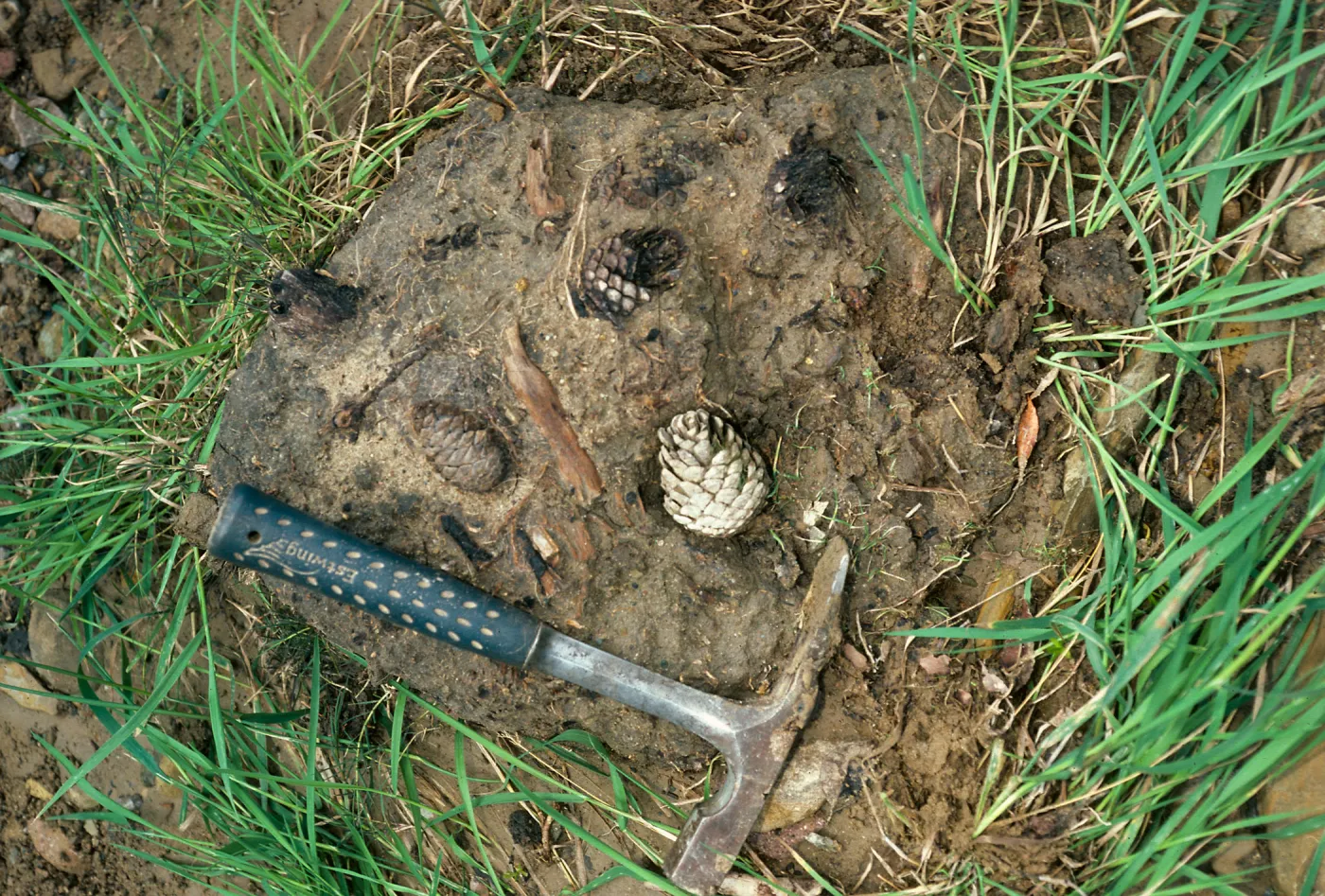 Santa Cruz Island, fossil pine cones, Cañada de Los Sauces