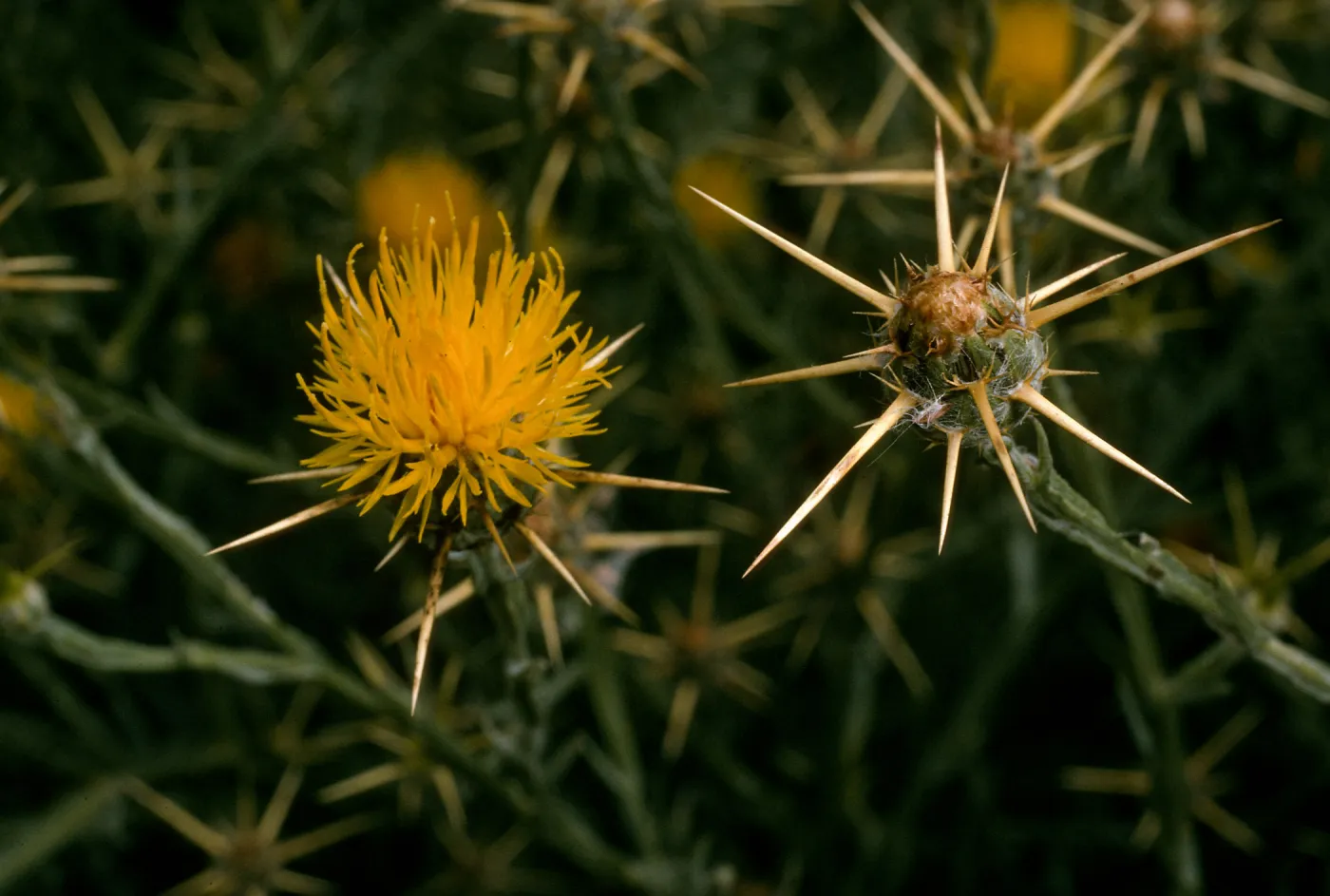 Centaurea solstitialis, Prisoners Harbor