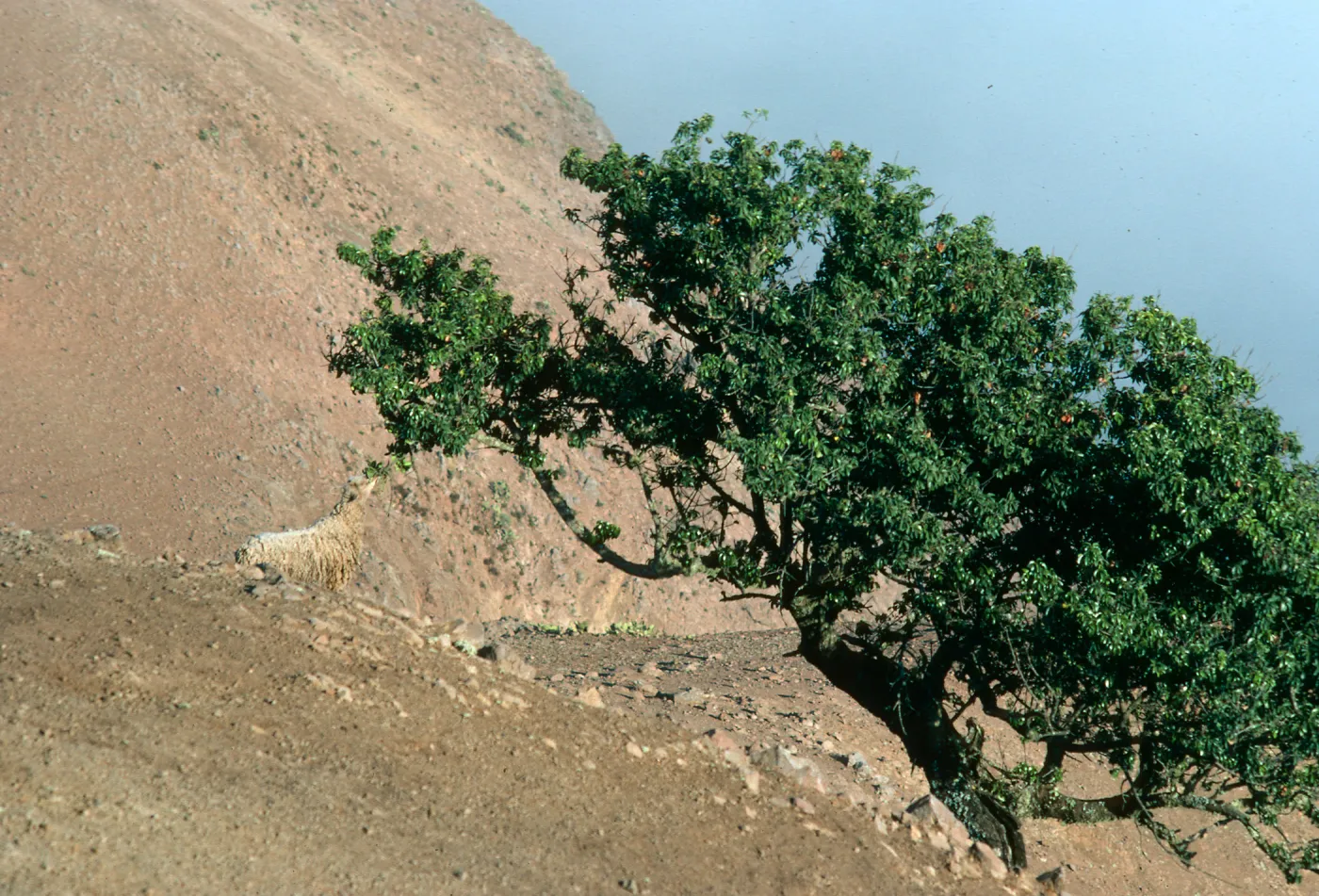 Sheep, Ridgetop near Altaz, Santa Cruz Island