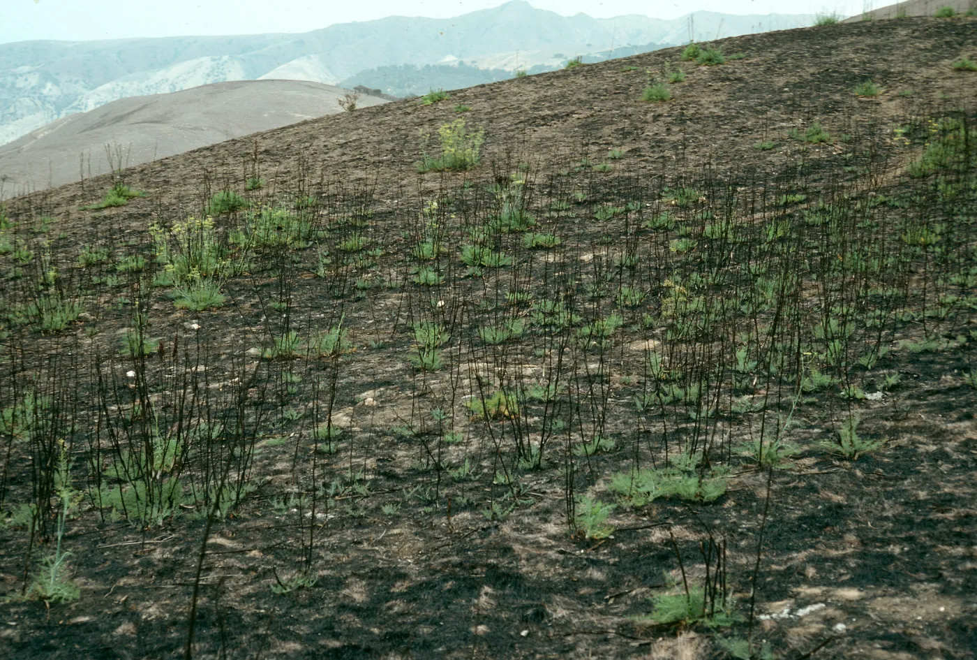 Foeniculum, 1990 burn, China Harbor, Santa Cruz Island