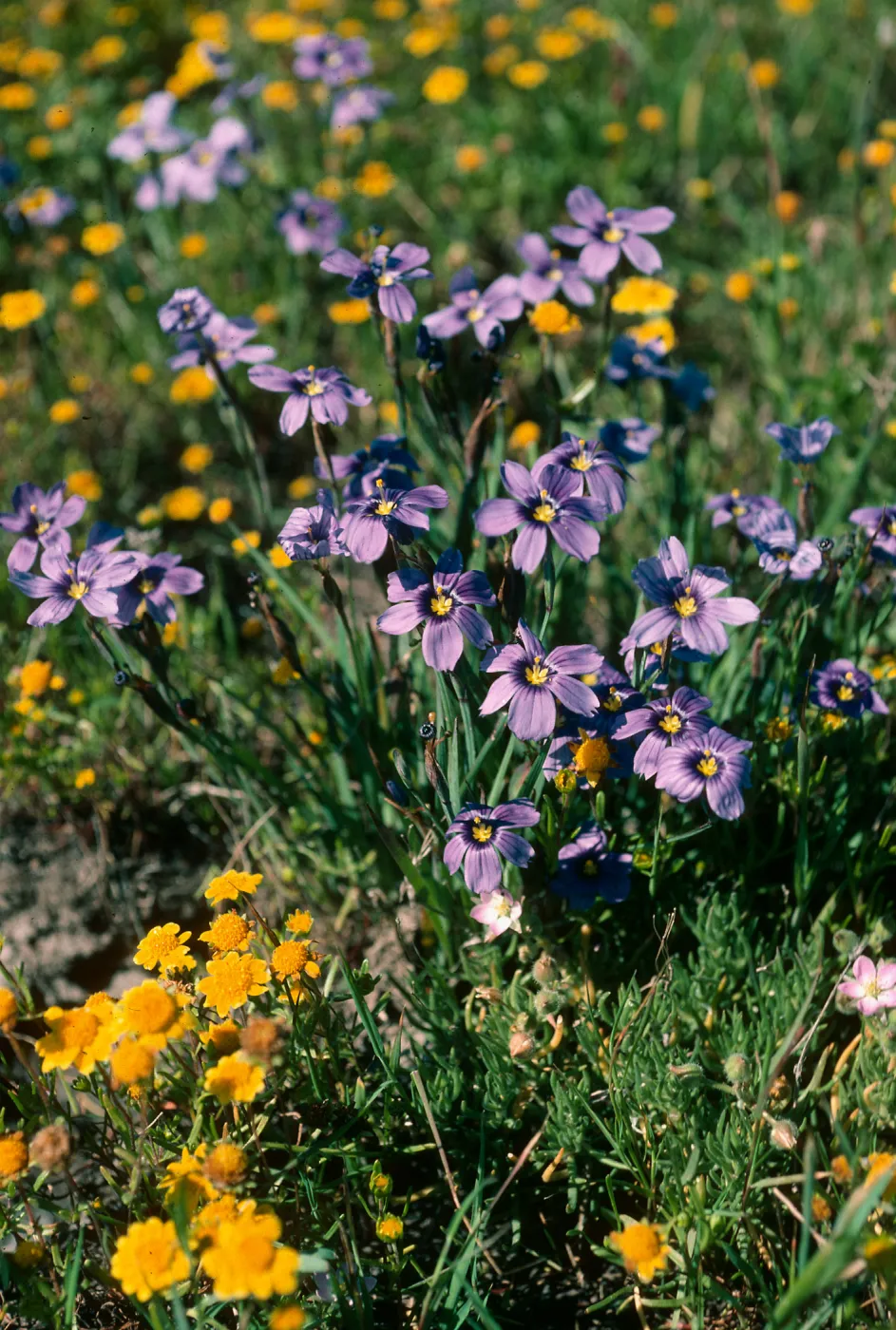 Sisyrinchium, Fraser Point