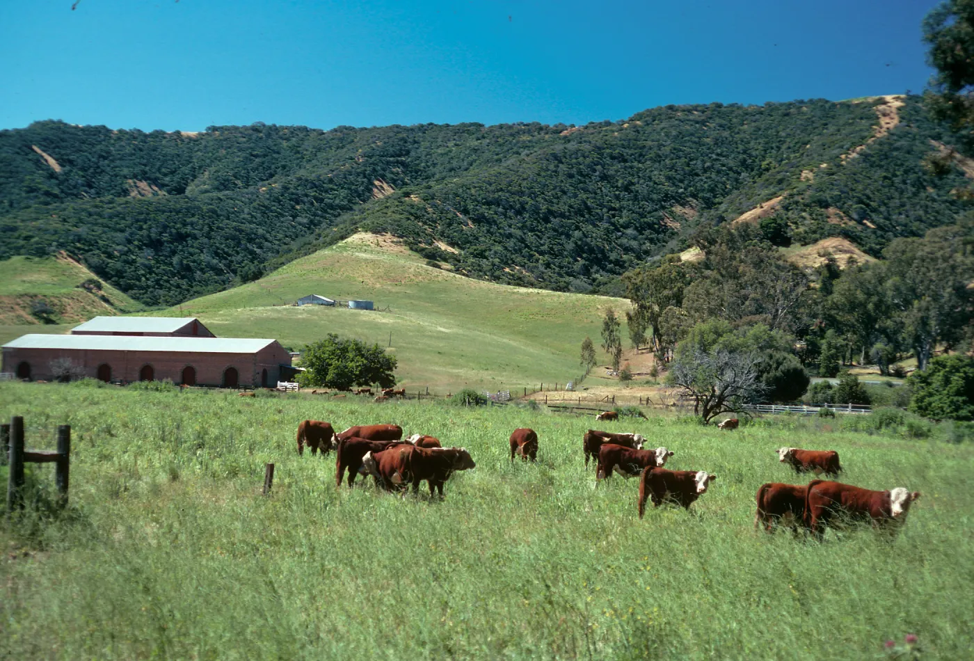 Santa Cruz Island, Stanton Ranch