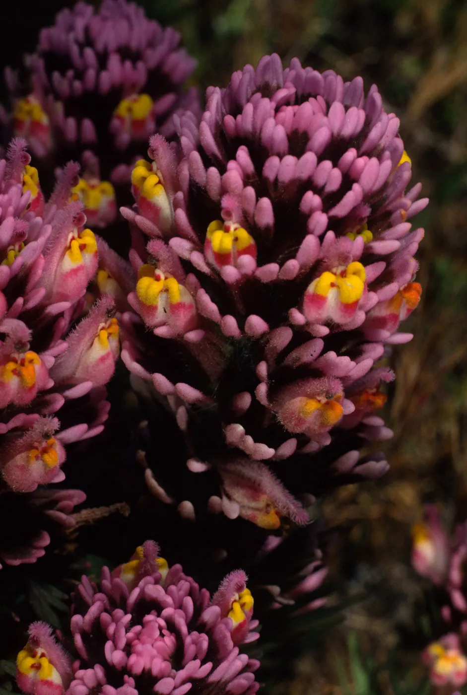 Santa Cruz Island, Orthocarpus pupurascens, near Point Flats