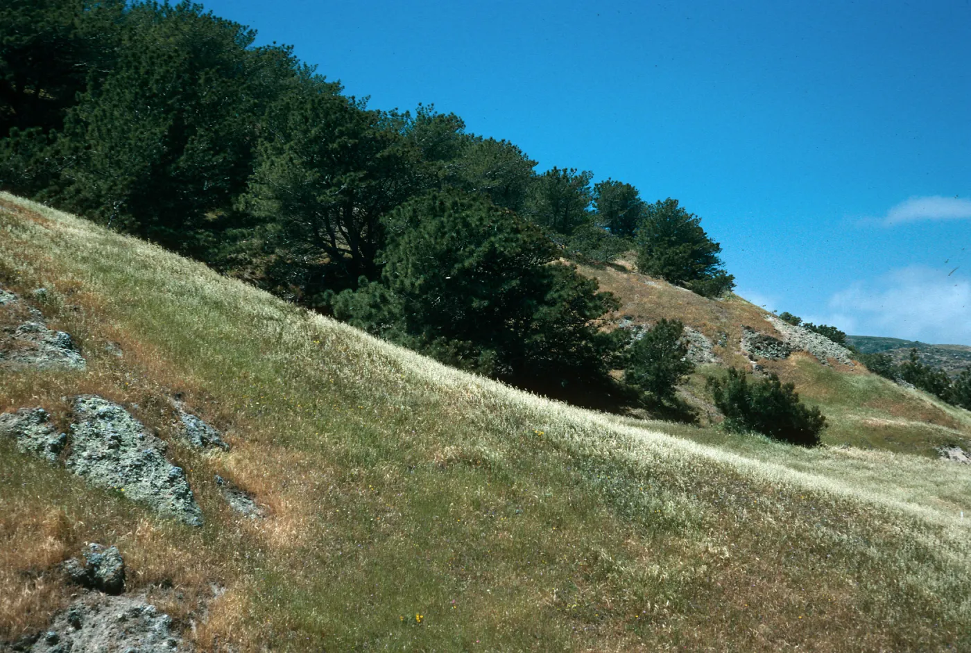 Santa Rosa Island, Beechers Bay, Torrey Pines