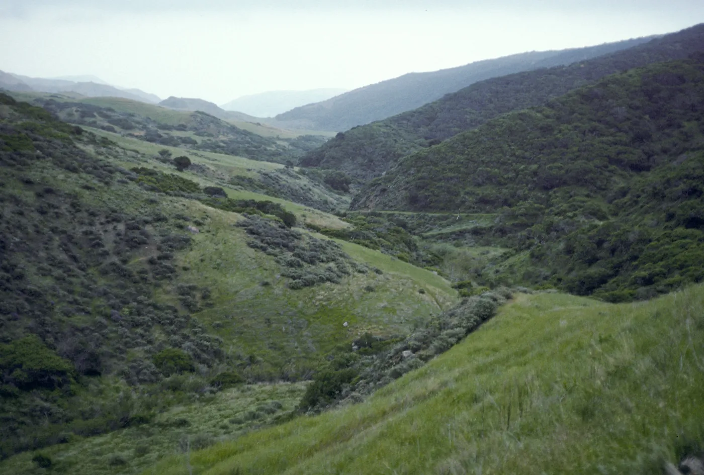 Santa Cruz Island, Central Valley, Coastal Sage Scrub, South facing slopes