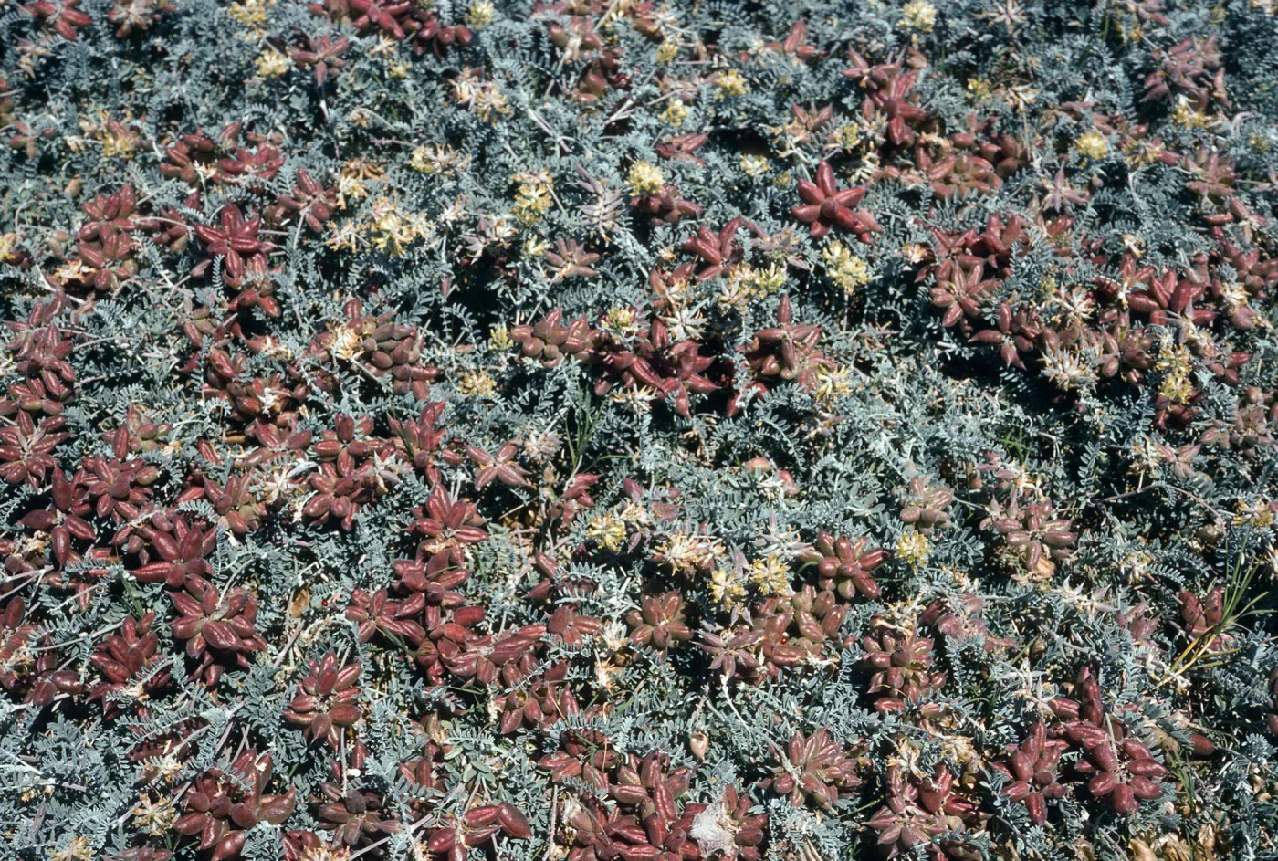 Astragalus miguelensis, Santa Cruz Island, Fraser Point