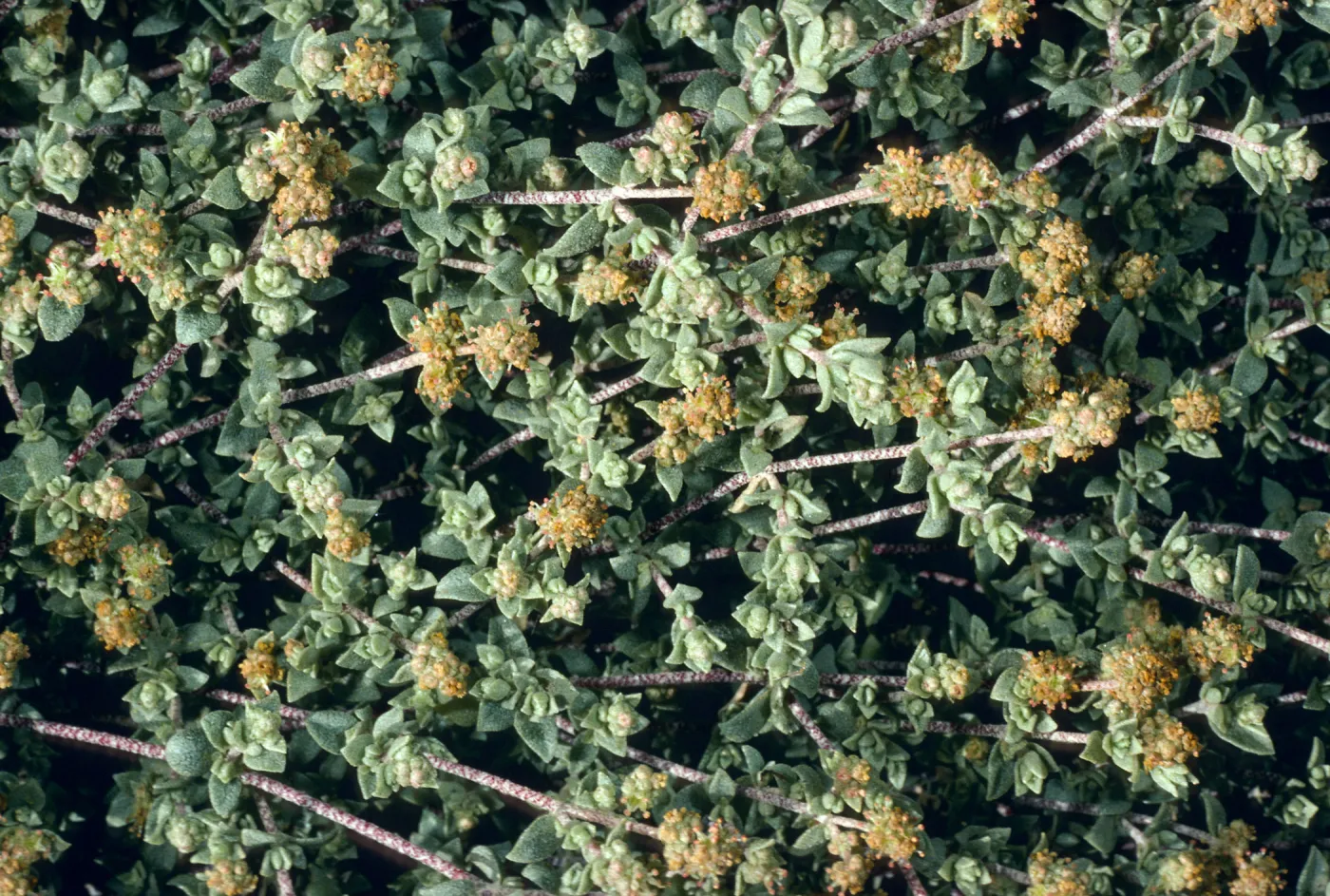 Atriplex watsonii, East end of Tender Beach, San Nicolas Island