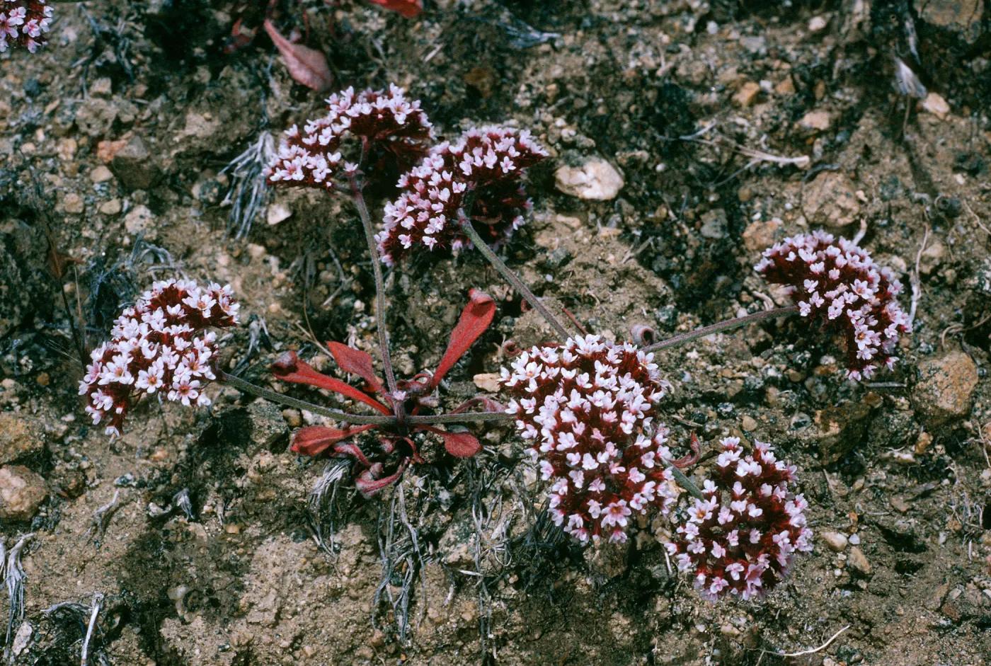 Chorizanthe wheeleri, Santa Cruz Island, SL-2721, San Justiniano